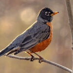 Bahçenize Daha Fazla Robin Çekmek İster misiniz? Bu Güzel Çalıyı Dikmeyi Düşünün