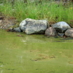 Zararlı Yosun Çiçeklenmeleri Nelerdir ve Suyu Gerçekten Zehirli Hale Getirirler mi? İşte Bilmeniz Gerekenler