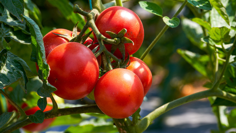 Bir asma üzerinde domates