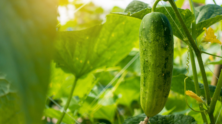 Bahçedeki bir bitkide salatalık