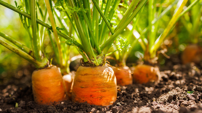 Bir bahçedeki havuç