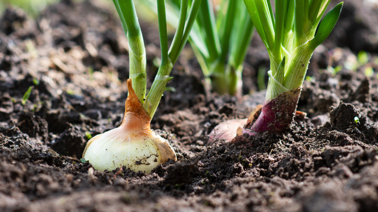 Bir bahçedeki soğan
