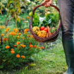 Daha Sağlıklı Bir Sebze Bahçesi İçin En İyi 10 Kadife Çiçeği Tamamlayıcı Bitki