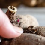 Kurutulmuş Dahlia Yumrularınızı Yeniden Sulandırmanın ve Saklamanın Kolay Yolu