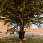 Evinize Düşen Çam İğnelerini Kolayca Toplayan Uygun Fiyatlı Alet