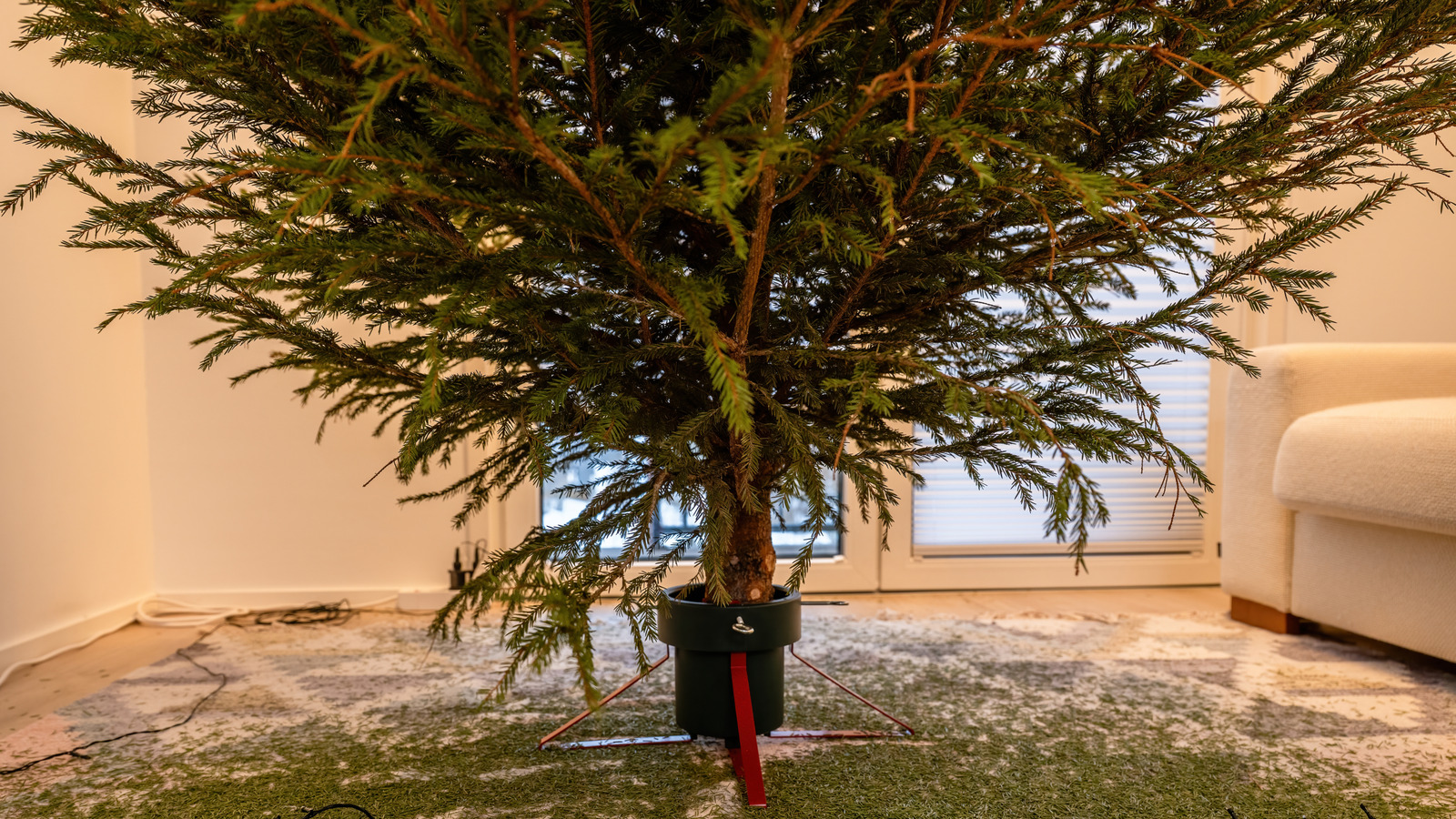 Evinize Düşen Çam İğnelerini Kolayca Toplayan Uygun Fiyatlı Alet