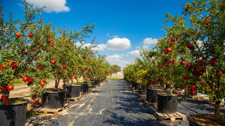 siyah saksılarda küçük nar ağaçları