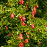 Saksıda Yetiştirebileceğiniz Çiçekli Mini Nar Çeşitleri