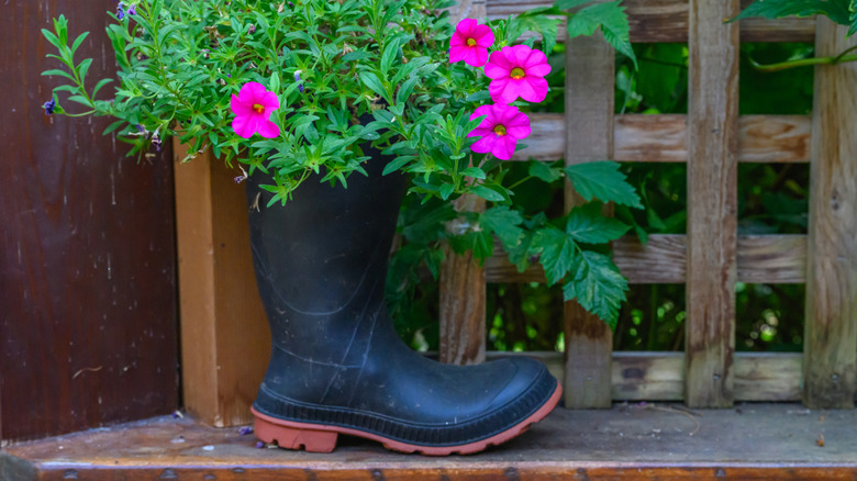 Eski siyah lastik bir bahçe botunun içine çiçekler ekilmiş.