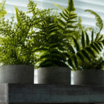 Evinizin Nemli Alanlarında Büyüyen ve Hoş Bir Limon Kokusuna Sahip İç Mekan Bitkisi