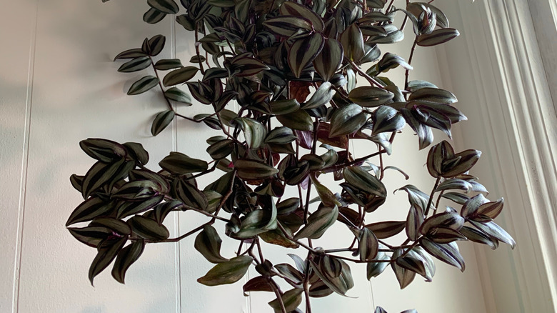 Bu inçlik bitkiye asılı bir sepet içinde bakılıyor.