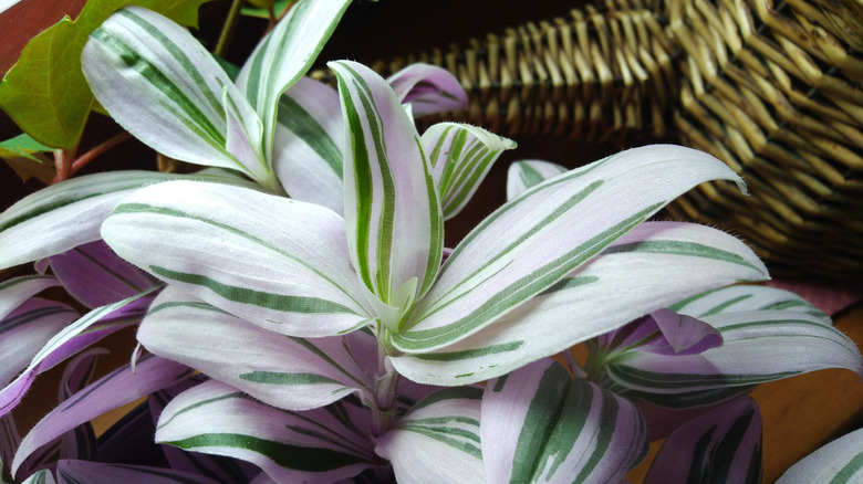 Bir inçlik bitki yeşilliklerini gösterir.