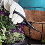 Sepetleri Asmak İçin Mükemmel Olan Çarpıcı Yeşilliklere Sahip Sondaki Bitki