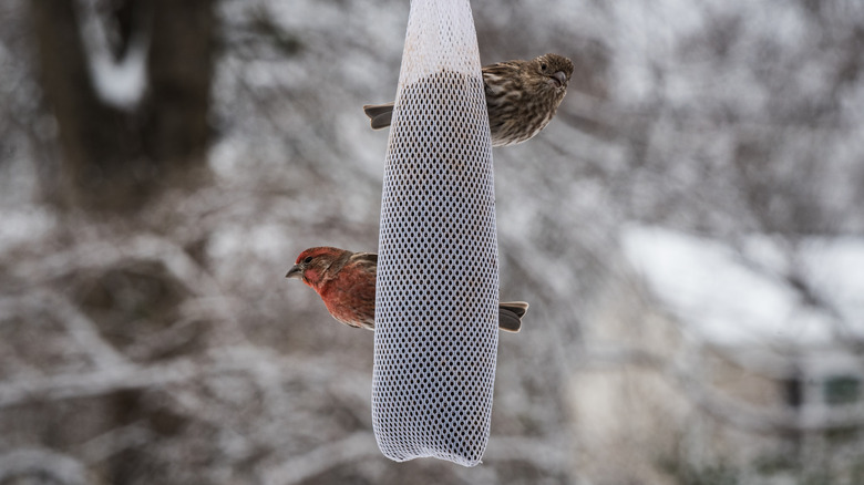 Nyjer tohum örgü çorap besleyicisinde iki küçük kuş