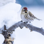 Kuş Besleyicinize Basit Bir Eklemeyle Kuşların Kışın Bahçenize Gelmesini Sağlayın