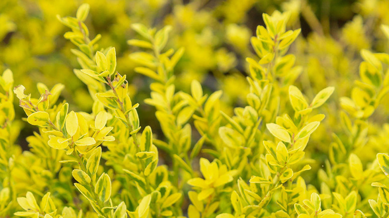 Altın Holly Bitkisinin Japon Dokunuşu