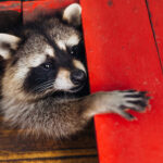 Panik yapma! İşte Evinize Rakun Girerse Yapmanız Gerekenler