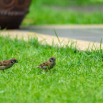 Bahçenizde Kuşları Güvende Tutmak Bu Gübre Tavsiyesiyle Başlar
