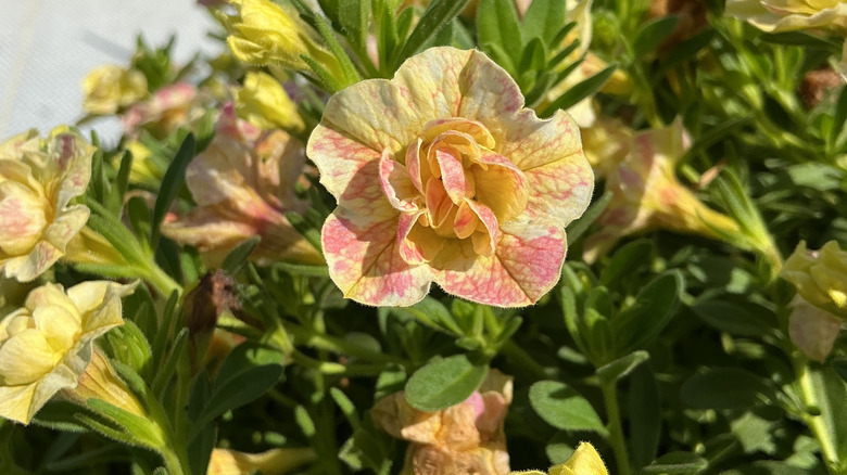 Superbells Magic® Double Greyfurt çeşidinin yakından görünümü