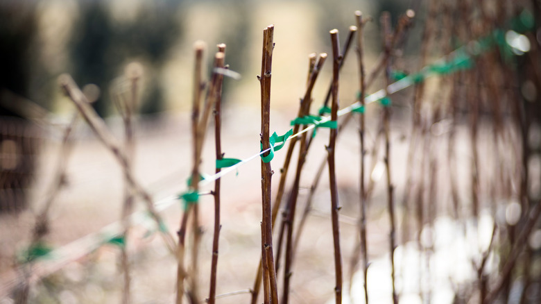 Yeni dikilen hareketsiz ahududu kamışları