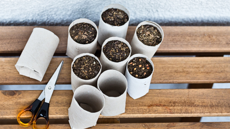 Fide yetiştiricisi olarak geri dönüştürülen tuvalet kağıdı rulosu