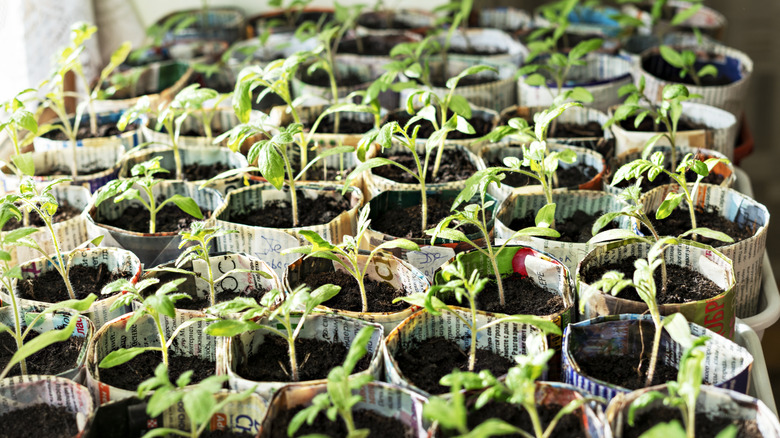 Fidan yetiştiren han eski gazetelerden el yapımı kağıt bardaklar
