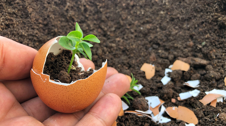 Yumurta kabuğuna fidan dikin.