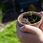 Bitki Tohumlarını Yetiştirmek İçin Yeniden Kullanabileceğiniz 15 Yaygın Ev Eşyası