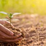 Soğuk İklimlerde Büyüyen ve Renk Sıçrayan Hızlı Büyüyen Ağaç