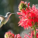 Lobelia Çiçekleri Sinek Kuşlarını Çekmek İçin Birlikte Büyüyecek