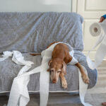 Tuvalet Kağıdını Dolabınızda Saklayan Basit Düzenleyici