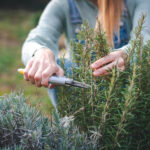 Kışın Sonu Woody Biberiyeyi Budamak İçin En İyi Zamandır - İşte Bunu Yapmanın En İyi Yolu