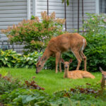Gölgeli Bir Bahçe İçin Mükemmel, Çarpıcı Bahar Çiçekleriyle Geyiklere Dayanıklı Çalı