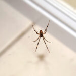 Bu Tamamen Doğal Örümcek Kovucu Gerçekten Bu Böcekleri Uzak Tutabilir mi? İşte Bilmeniz Gerekenler