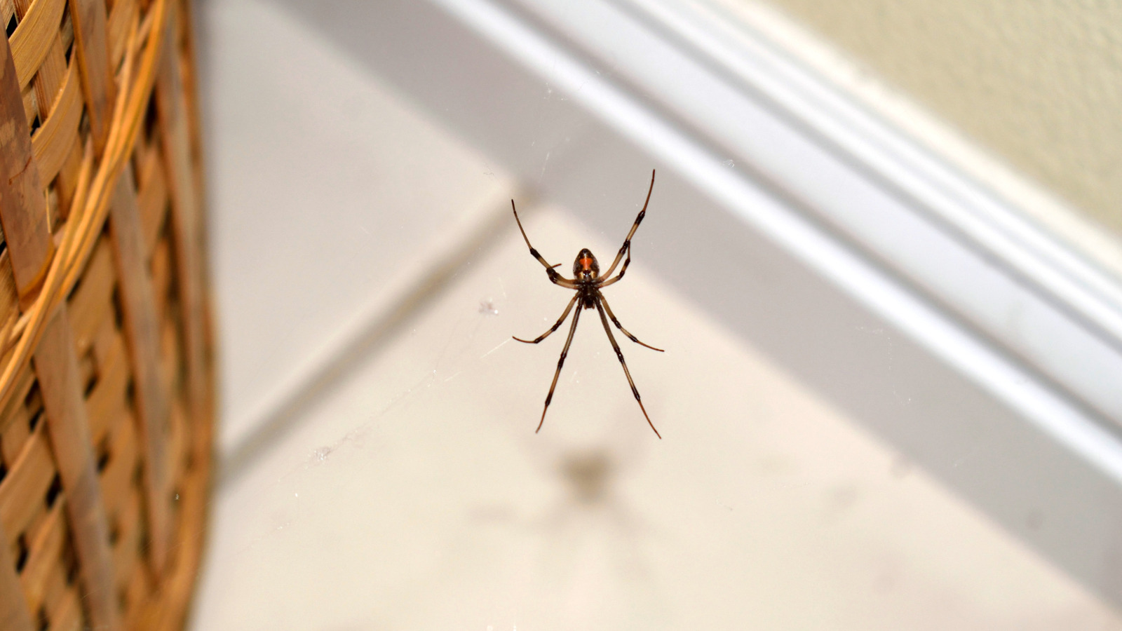 Bu Tamamen Doğal Örümcek Kovucu Gerçekten Bu Böcekleri Uzak Tutabilir mi? İşte Bilmeniz Gerekenler