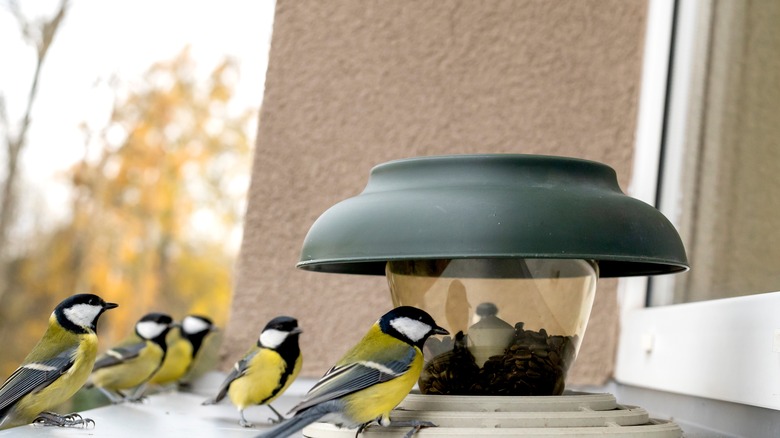 Pencere kenarında kuşlar olan bir kuş besleyici