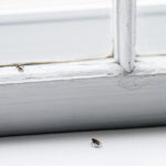 Zararlıları Uzak Tutmak İçin Pencere Kenarlarınıza Yerleştireceğiniz 10 Şey