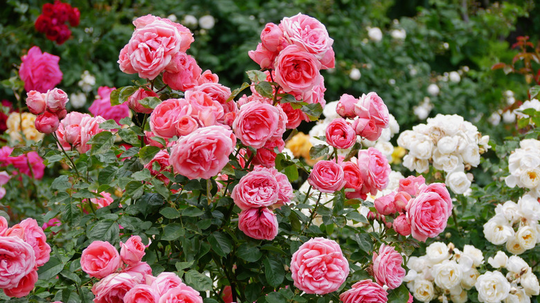 Beyaz ve pembe gül çalısı