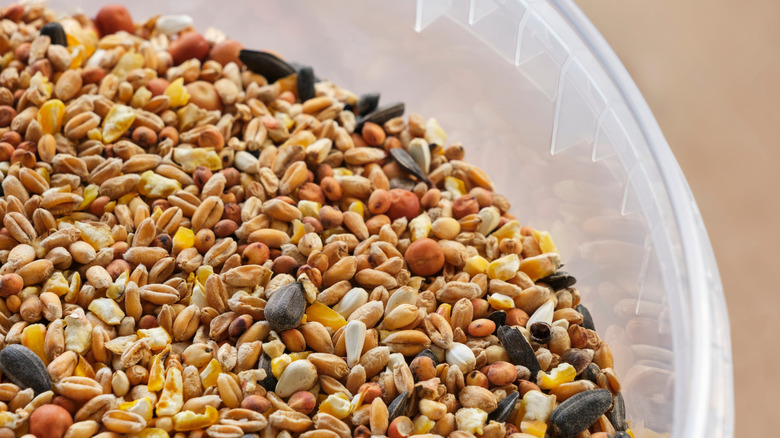 Kuş tohumundaki mısırın yakın çekimi