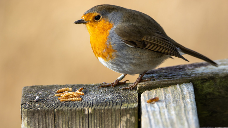 Un kurtlarını yiyen kuşun yakın çekimi
