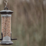 Bahçenizdeki Kuşlara Çeşitlilik Sunan 9 Kendin Yap Tohum Tarifi