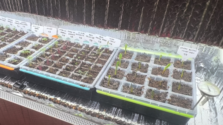 Yetiştirme ışıkları ve sıcaklık göstergesi bulunan, alüminyum folyo kaplı iç mekan tohum başlatma kabini.