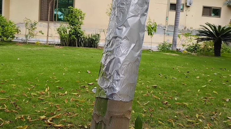 Bir ağaç gövdesinin etrafına alüminyum folyo sarılmış.