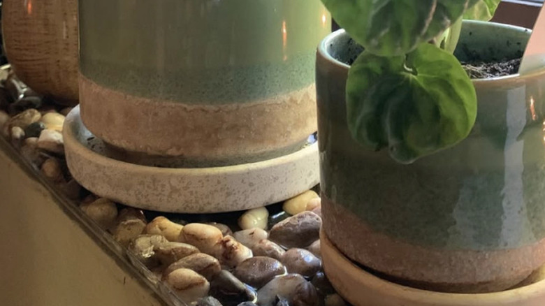 Seramik saksılardaki ev bitkileri çakıl taşlı bir tepsinin üzerinde duruyor.