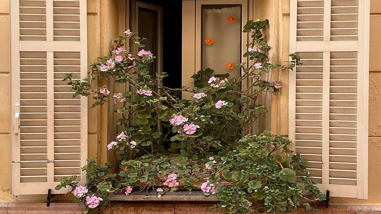 bej panjurlu sarı ev