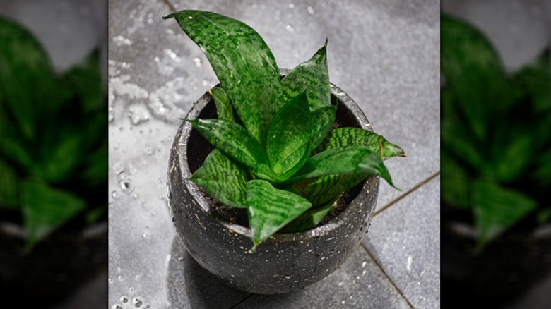 Yağmur suyunu alan küçük bir saksı yılan bitkisi