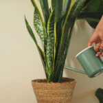 Usta Bahçıvanımız Yılan Bitkisini Sulama Hatasından Her Zaman Kaçınılması Gerektiğini Söylüyor