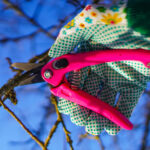 Bu Ağaç Türünü Asla Erken İlkbaharda Budamayın (Sadece Zararlıları ve Hastalıkları Davet Eder)