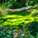 Yıl Boyunca Çarpıcı Yeşilliklerle Gölgede Büyüyen Kompakt Çalı