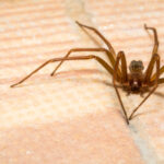 Evinizdeki Kahverengi Keşiş Örümcek Yuvasını Nasıl Tespit Edebilir ve Kurtulabilirsiniz?